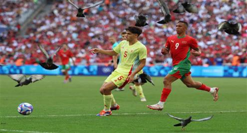 سرب حمام يشارك في مباراة المغرب وإسبانيا