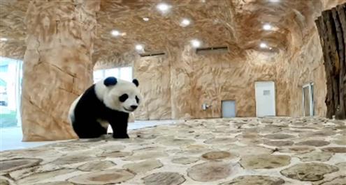 توقعات "سهيل" و"ثريا" للفائز من مباراة كندا والمغرب