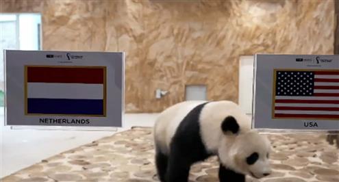 توقعات "سهيل" و"ثريا" للفائز من مباراة هولندا والولايات المتحدة