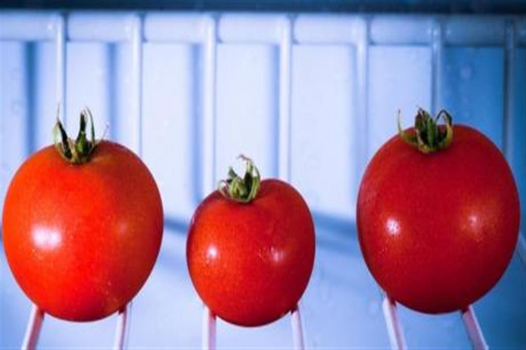 contrary-to-popular-belief-you-shouldn-t-put-your-tomatoes-in-the-fridge_bb6889a6fa838c49632c478989ebc4e802467093