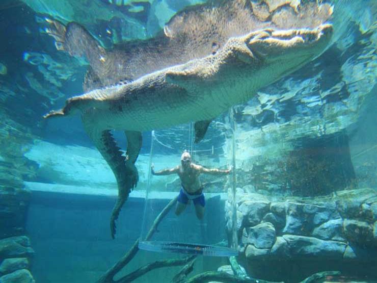 8. Crocosaurus Cove Pool