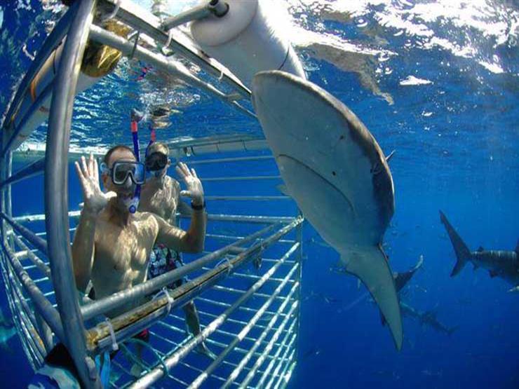 الغوص في قفص مع أسماك القرش - كيب تاون  جنوب أفريقيا