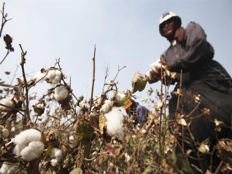 الحكومة تتفق مع شركات القطاع الخاص لشراء قطن الوجه البحري