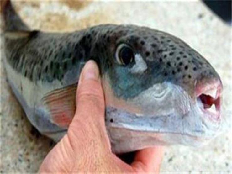 سمكة القراض السامة