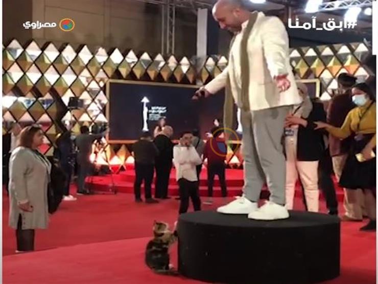 قطة على السجادة الحمراء في مهرجان القاهرة 3