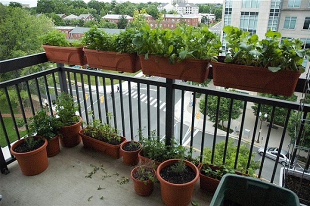 وضع النباتات الخضراء  على الشرفات