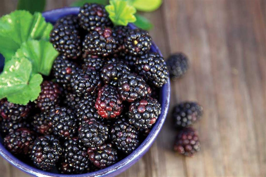 GRT-MJ11-i-black-raspberries