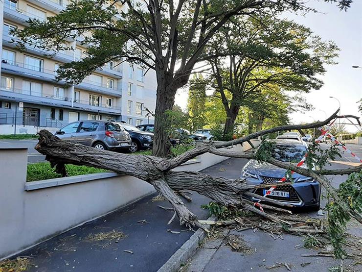 اقتلاع أشجار جراء العاصفة أورور في فرنسا
