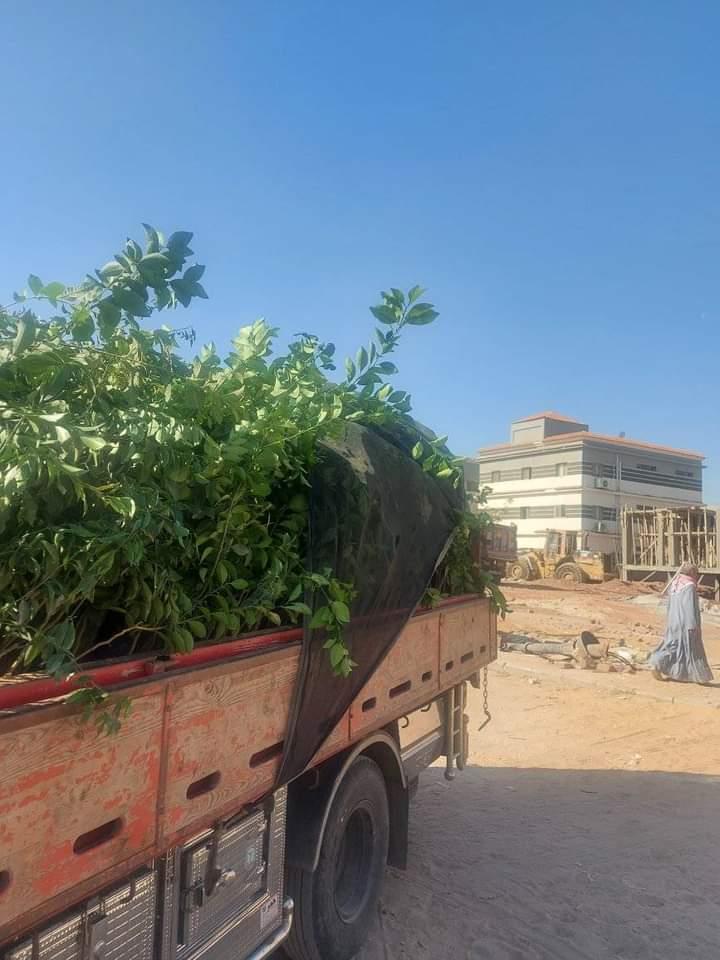 جهاز حدائق أكتوبر يوزع 1500 شجرة  مثمرة على المواطنين