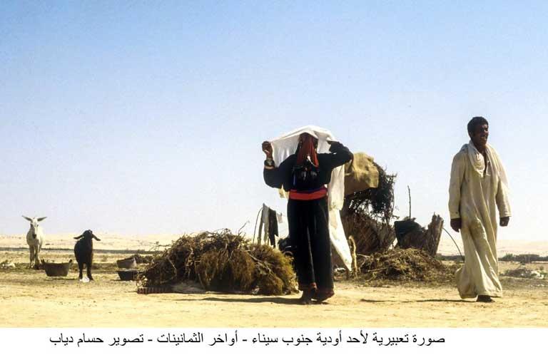 صورة-تعبيرية-لأحد-أودية-جنوب-سيناء---أواخر-الثمانينات---تصوير-حسام-دياب