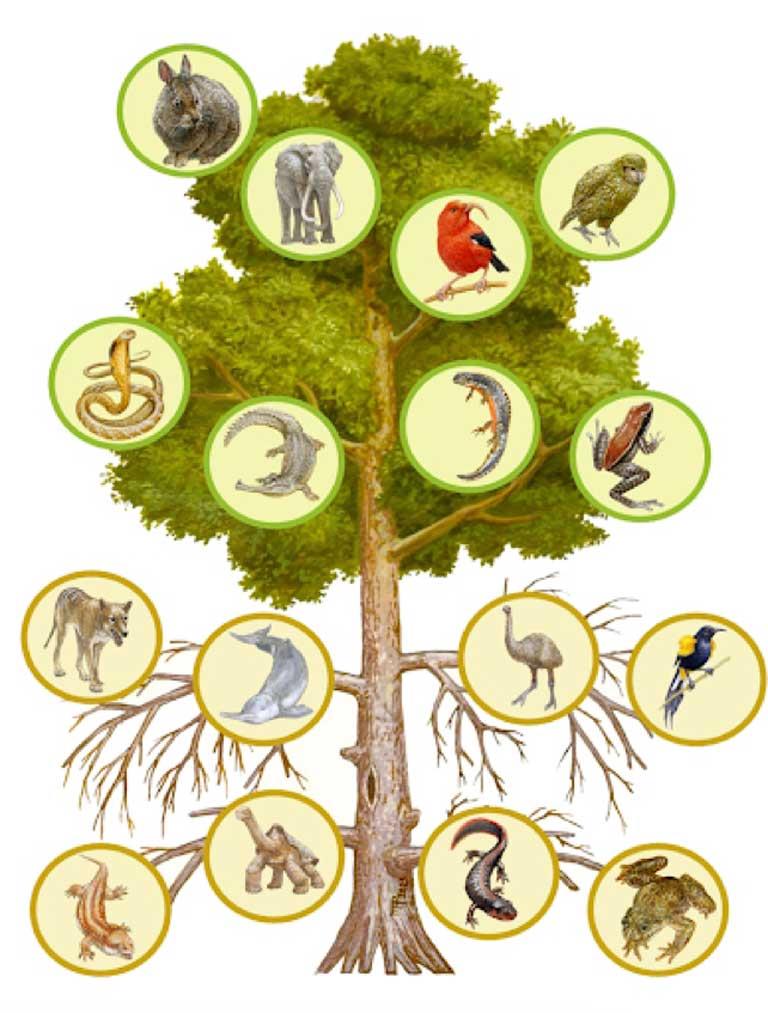 رسم-تخطيطي-لشجرة-حياة-الحيوانات-ذات-العمود-الفقري