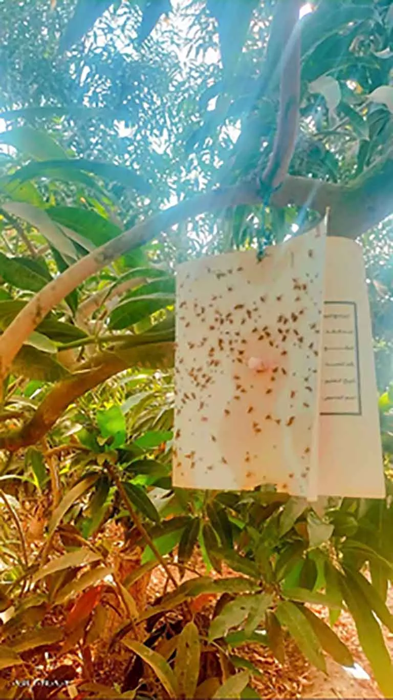 زراعة الإسماعيلية تحارب ذبابة الفاكهة