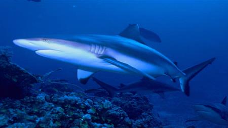 هذا ما يميزها.. ما أنواع أسماك القرش في البحر الأحمر؟