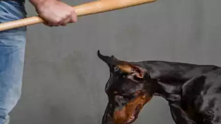 حكم إيذاء الحيوان