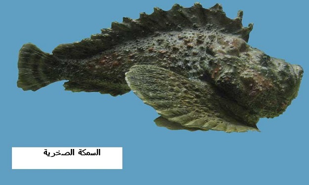 الاسماك تداول