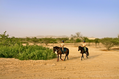 Sir Bani Yas Stables - Wildlife Horse Ride