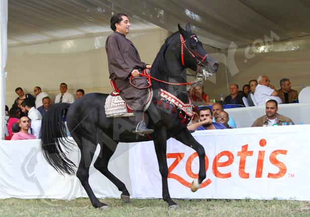 البطولة الدولية للخيول العربية (7)                                                                                                                    