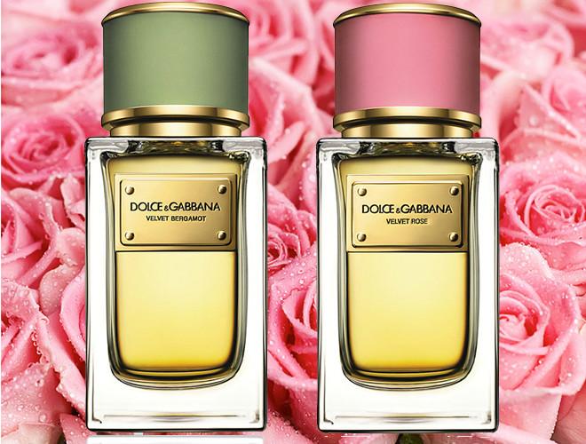 dolce & gabbana velvet perfume