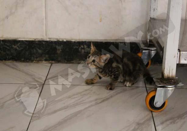 القطط تحل محل الأطباء بمستشفى الحميات ببورسعيد (1)