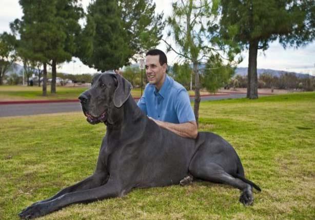 أضخم الكلاب في العالم (1)                                                                                                                                                                               