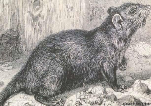  قد لا تكون الفئران السوداء التي اتهمت كثيرا المسؤولة عن عودة تفشي الطاعون                                                                                                                              