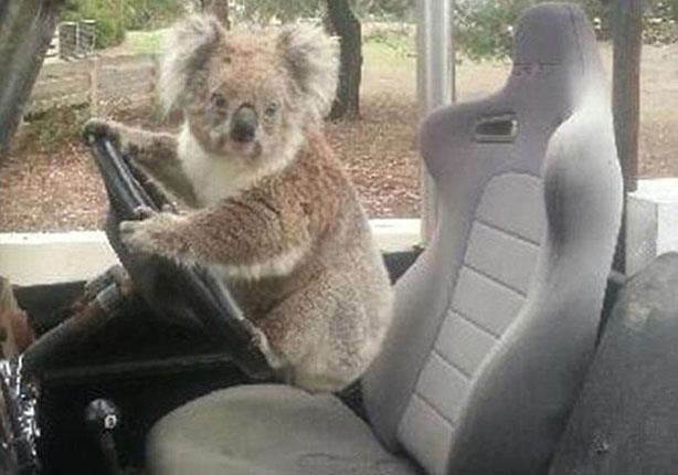 Koala Trying to Steal a Land Rover (3)