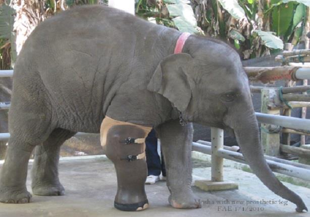  فيل بـ 3 أرجل يحصل على ساق صناعية (3)                                                                                                                                                                  