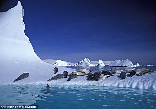 كلب بحر يقبل امه في القطب الجنوبي (1)                                                                                                                                                                   