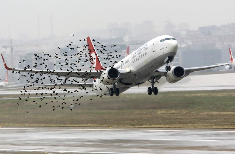 لن تتخيل ماذا تستطيع ان تفعل الطيور في الطائرات ؟