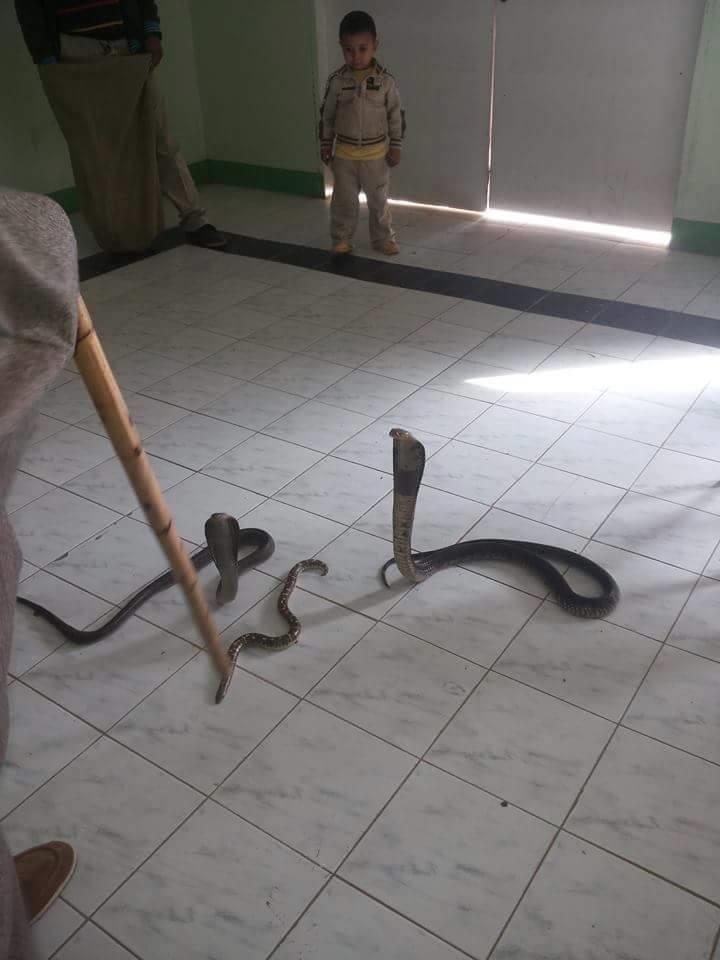 الوحدة الصحية في المنيا تسكنها الثعابين والبوم (1)                                                                                                                                                      