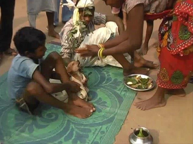 زواج طفل هندي في السابعة من عمره بكلب (1)                                                                                                                                                               