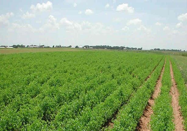 بيان أسبوعي وتوصيات مهمة من الزراعة بشأن الطقس حتى 13 مايو بيان أسبوعي وتوصيات مهمة من الزراعة بشأن الطقس حتى 13 مايو