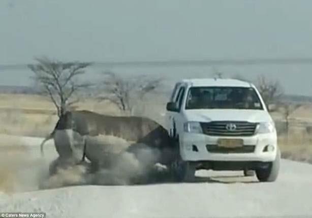 وحيد قرن يهاجم سيارة                                                                                                                                                                                    