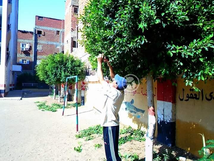 مدير مدرسة بالغربية يقلم الأشجار (1)                                                                                                                                                                    
