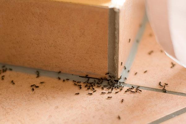هل وجود النمل والحشرات في المنزل له علاقة بالحسد؟.. تعرف على | مصراوى