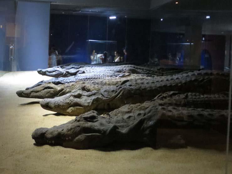 متحف التمساح (1)                                                                                                                                                                                        