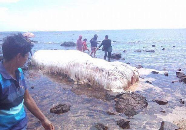 مخلوق بحري يثير الذعر في الفلبين                                                                                                                                                                        