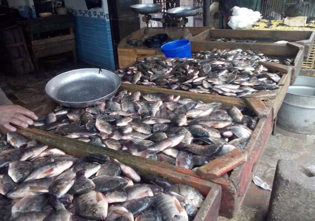 ارتفاع أسعار الأسماك بكفر الشيخ (1)                                                                                                                                                                     