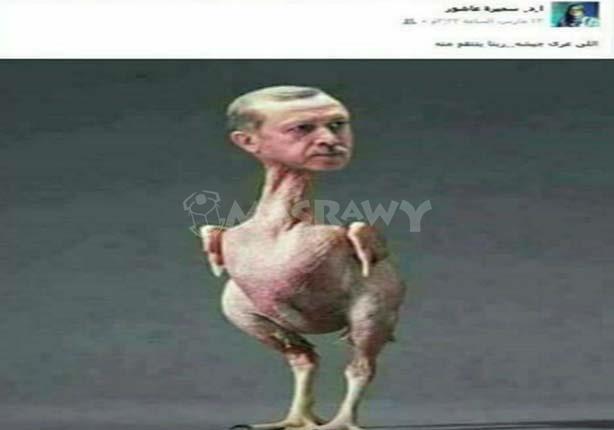 دجاجة أغضبت قنصل تركيا بالإسكندرية (5)                                                                                                                                                                  