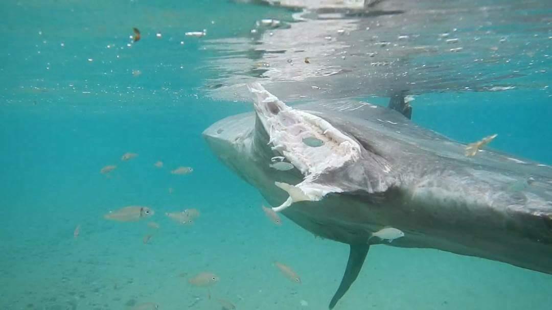 العثور على سمكة نادرة بشواطئ مدينة نويبع                                                                                                                                                                