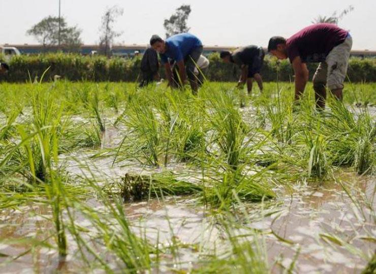 حصاد 214 ألف فدان من محصول الأرز في الشرقية