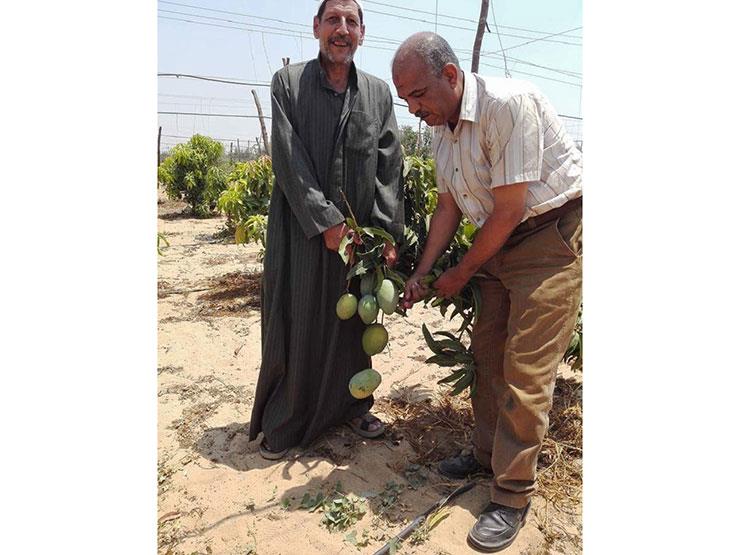 أعمال مكافحة ذبابة الخوخ (1)                                                                                                                                                                            