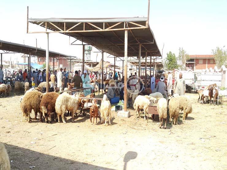سوق الماشية والأغنام بالسويس (1)                                                                                                                                                                        