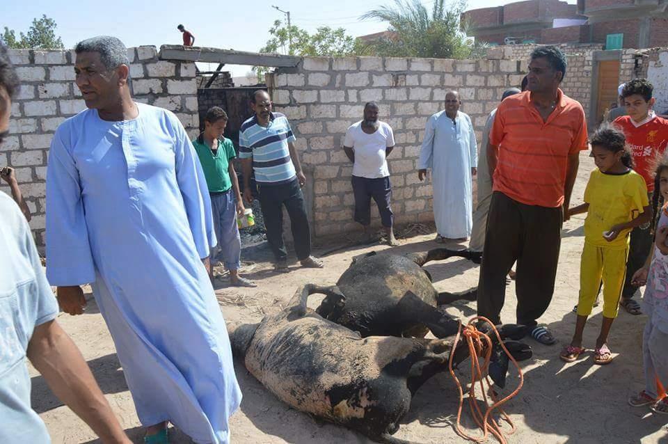 حريق يلتهم حظيرة ماشية في الوادي الجديد (1)                                                                                                                                                             