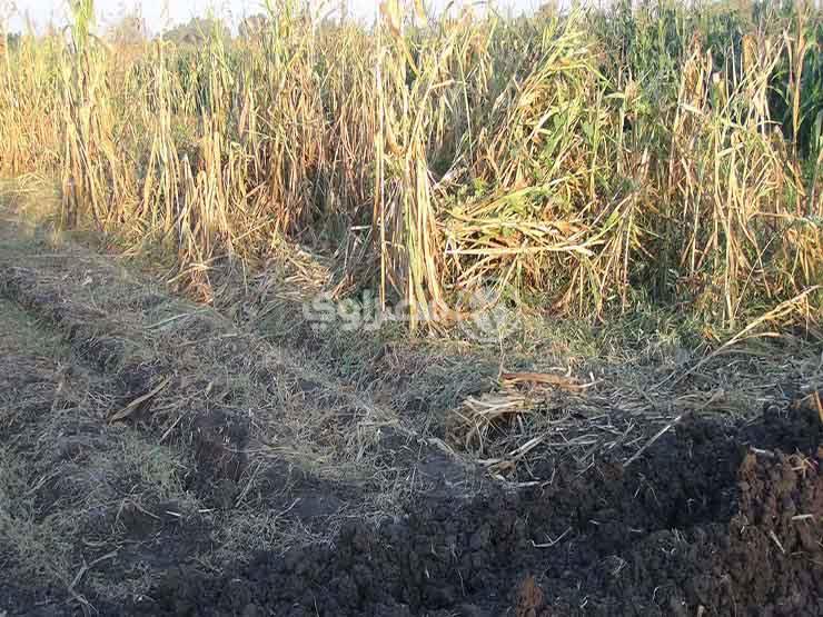 لوادر الصرف الزراعي تدهس محصولي القطن والذرة بالمنوفية (1)                                                                                                                                              