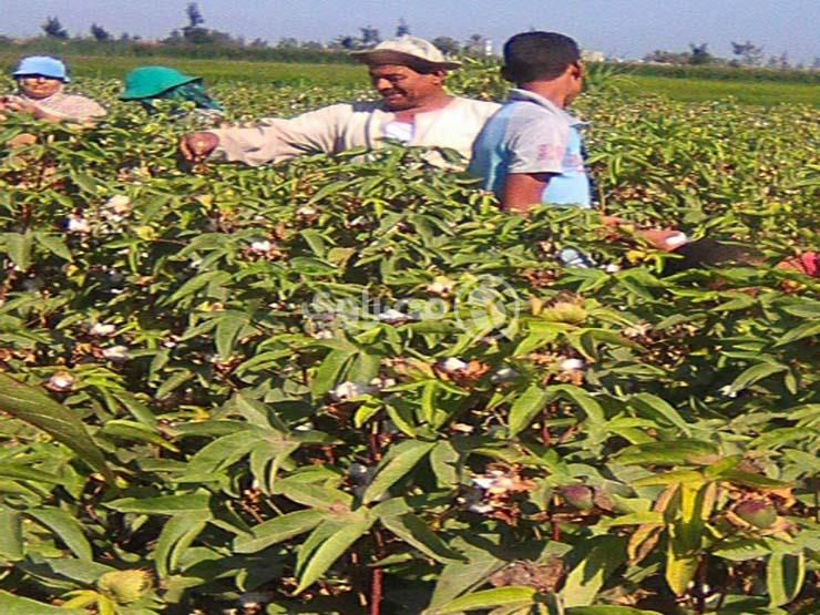 بدء جني القطن بالإسماعيلية (1)                                                                                                                                                                          