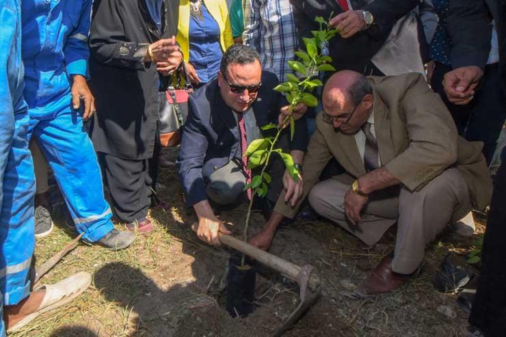 الدكتور عبد العزيز قنصوه يغرس أول شجرة مثمرة (1)                                                                                                                                                        