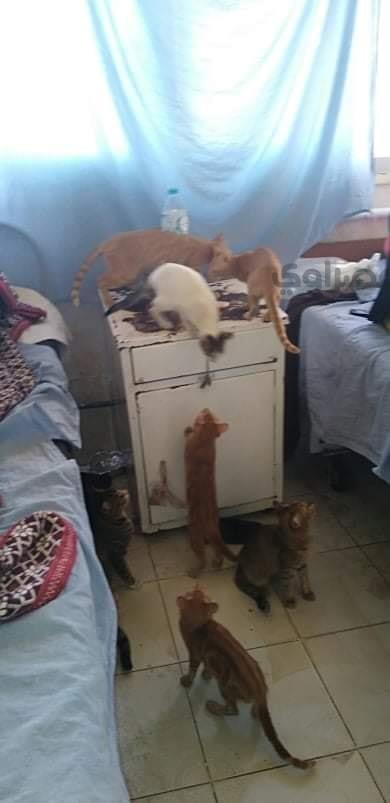 القطط داخل غرفة المرضى تتناول الطعام  (1)                                                                                                                                                               