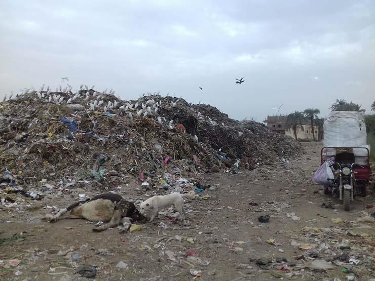 القمامة تحاصر المدخل الرئيسي لقرية بنجا بسوهاج   (1)                                                                                                                                                    