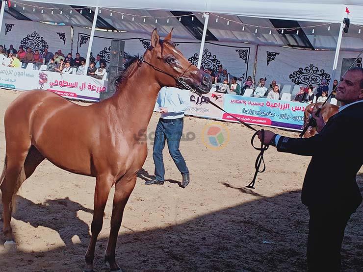 مهرجان الخيول العربية بمدينة جمصة (6)                                                                                                                                                                   